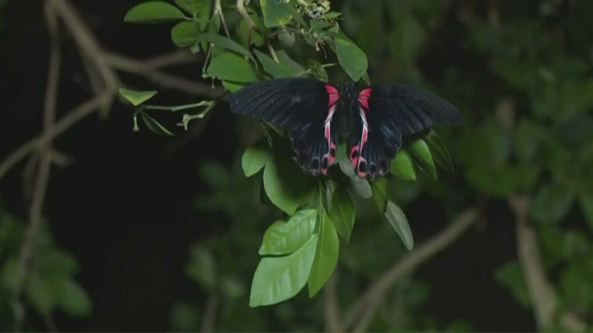 Meijer Gardens celebrates butterfly exhibit opening, part 2