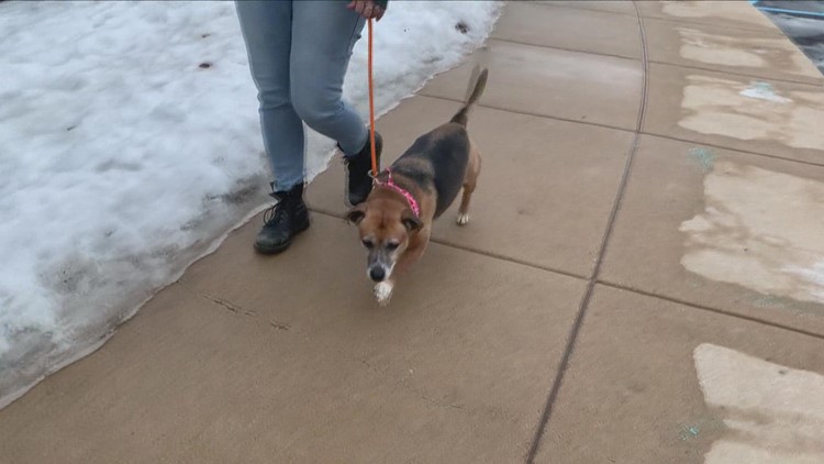 Adopt DeeDee from The Humane Society of West Michigan | The Underdogs! (And Cats)