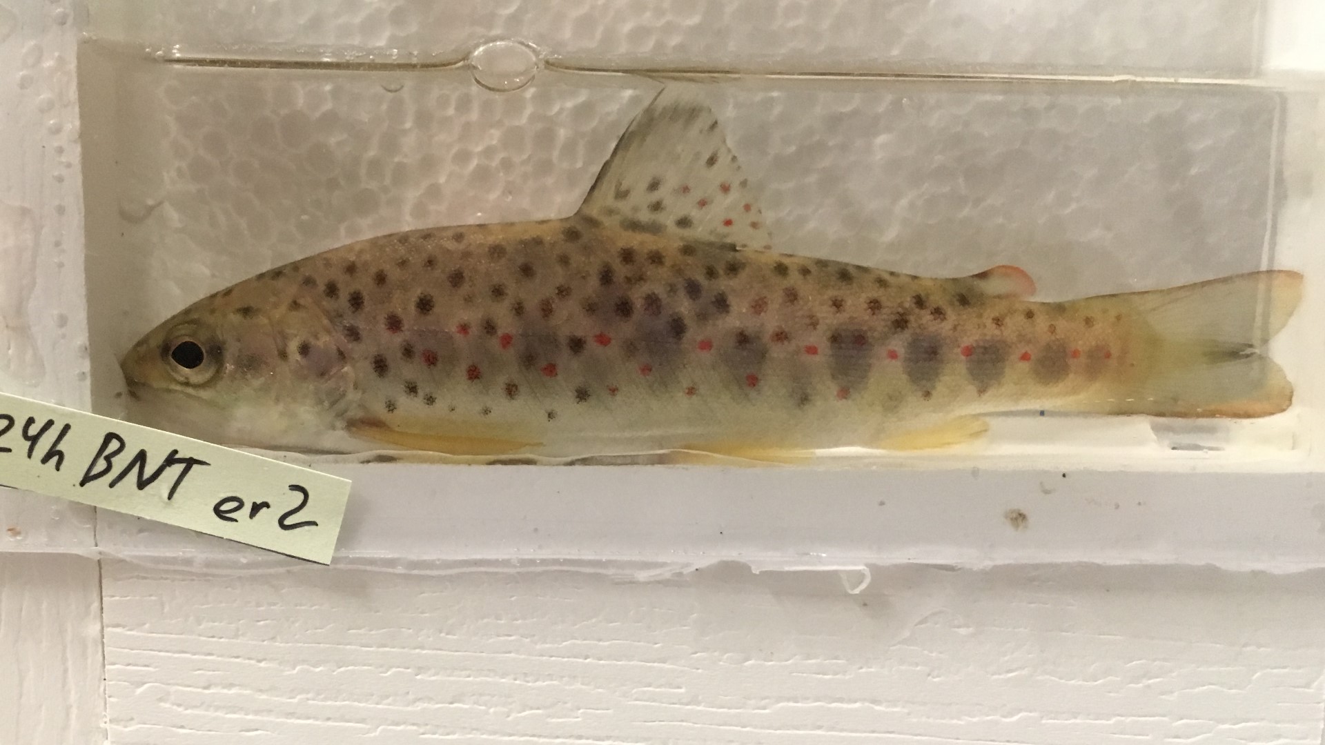 Arctic grayling return to Michigan as reintroduction initiative gains