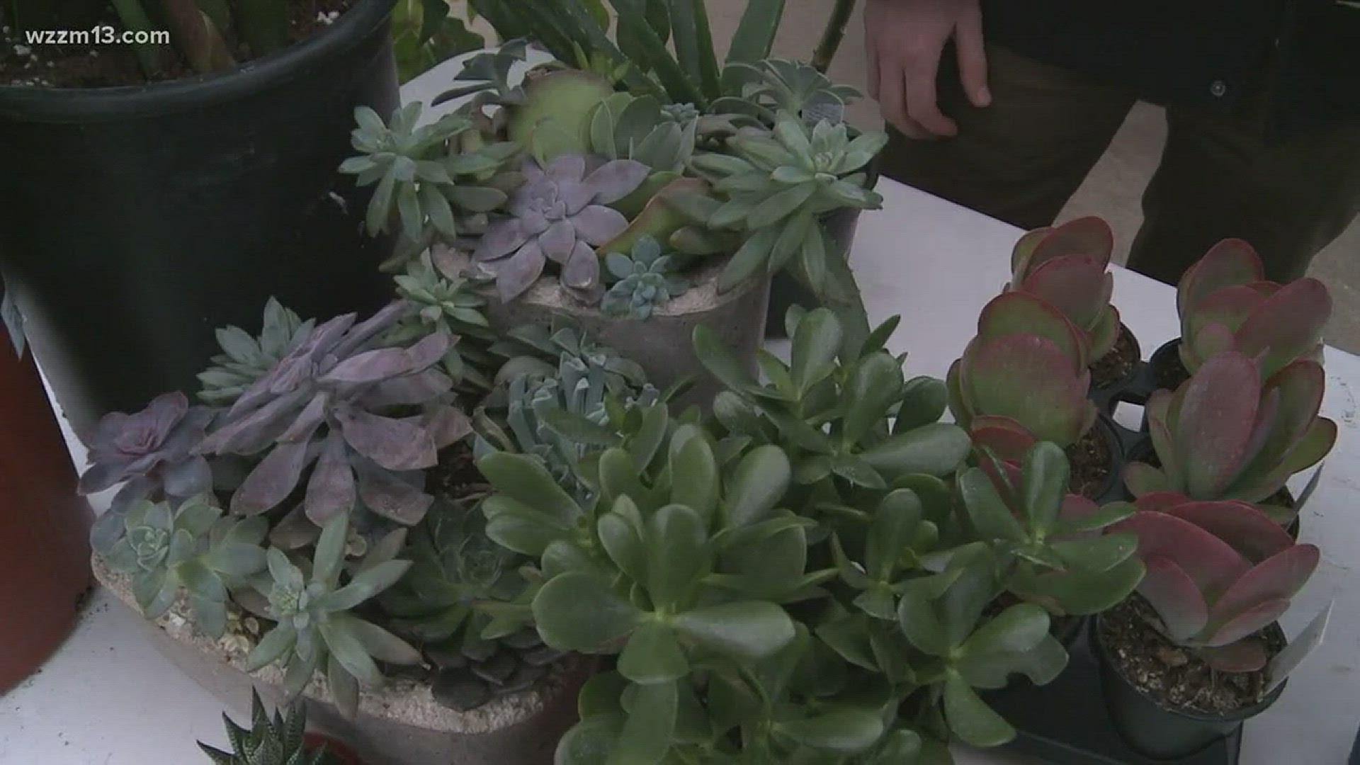 Greenthumb: Brighten your home with plants