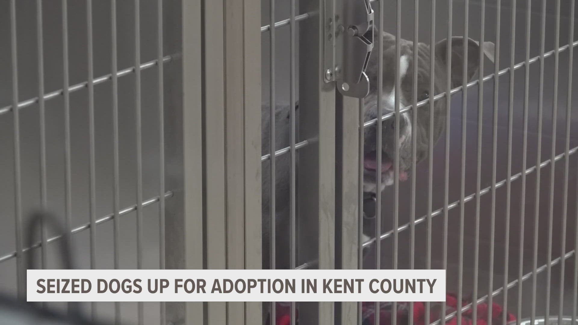 While it may take some time until the dogs are ready to be adopted, shelter director Angela Hollinshead said they won't be waiting for long.