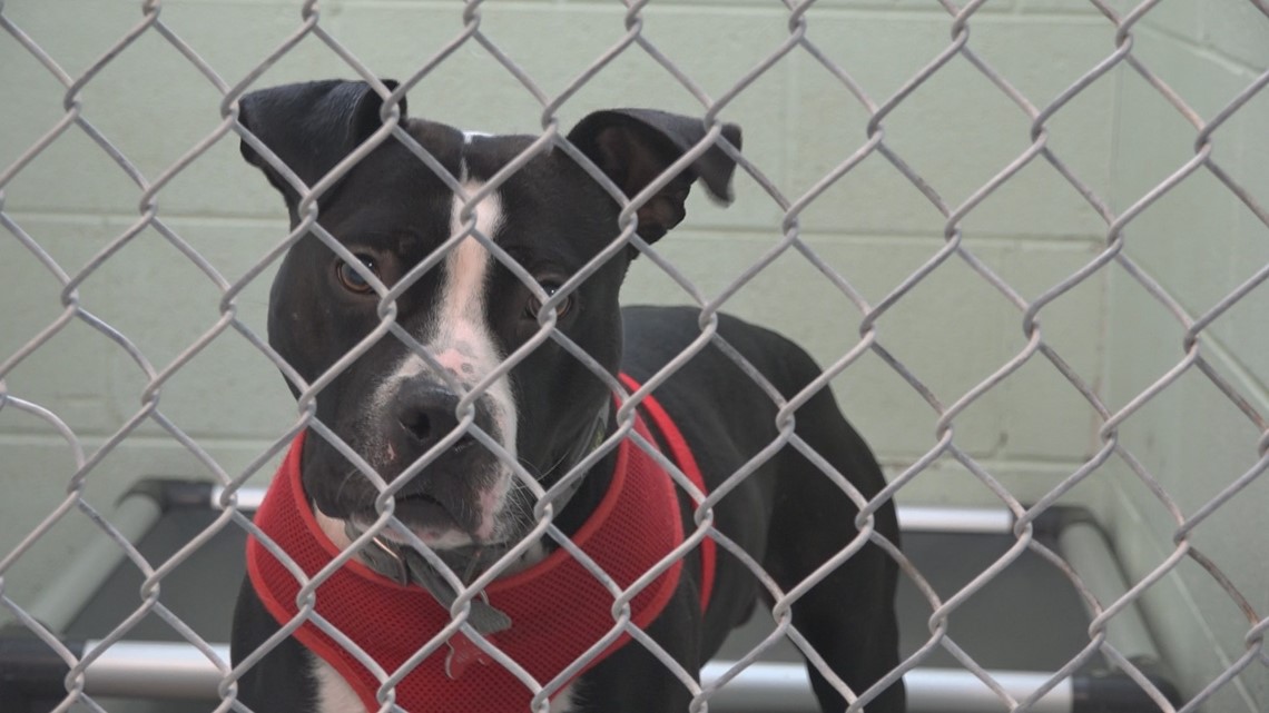 'It's overwhelming' Allegan animal shelter needs foster help during
