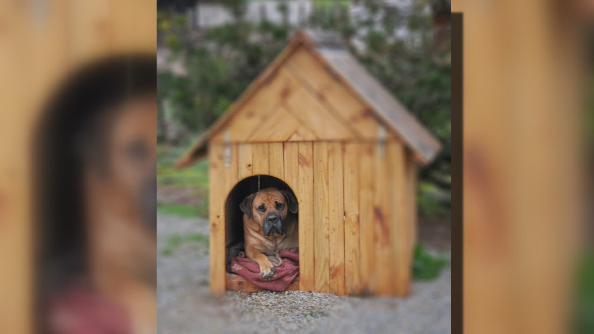 An abandoned car or space beneath a deck is not adequate shelter for dogs during weather extremes; a state representative wants to make that clear with his bill.