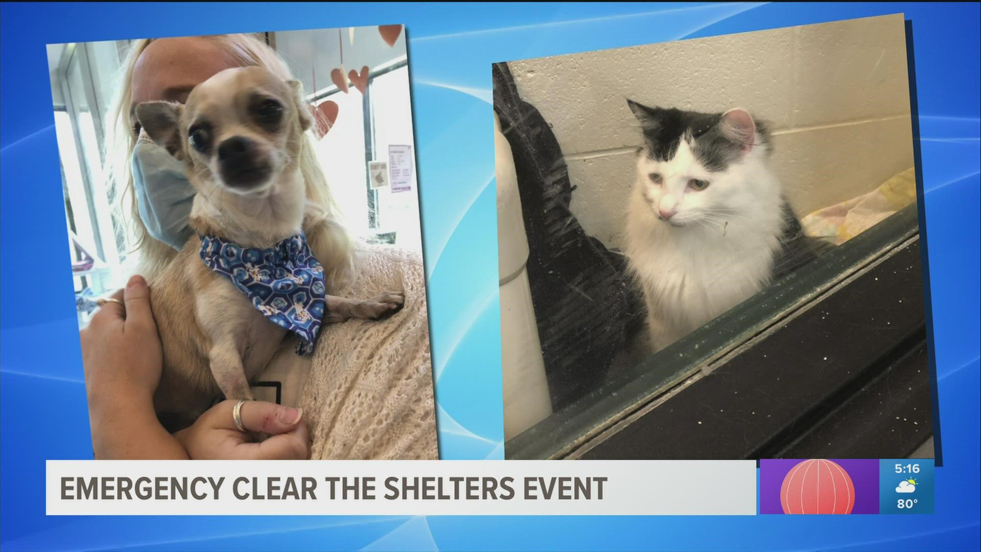 Hundreds of pets in West Michigan are in need of a forever home.