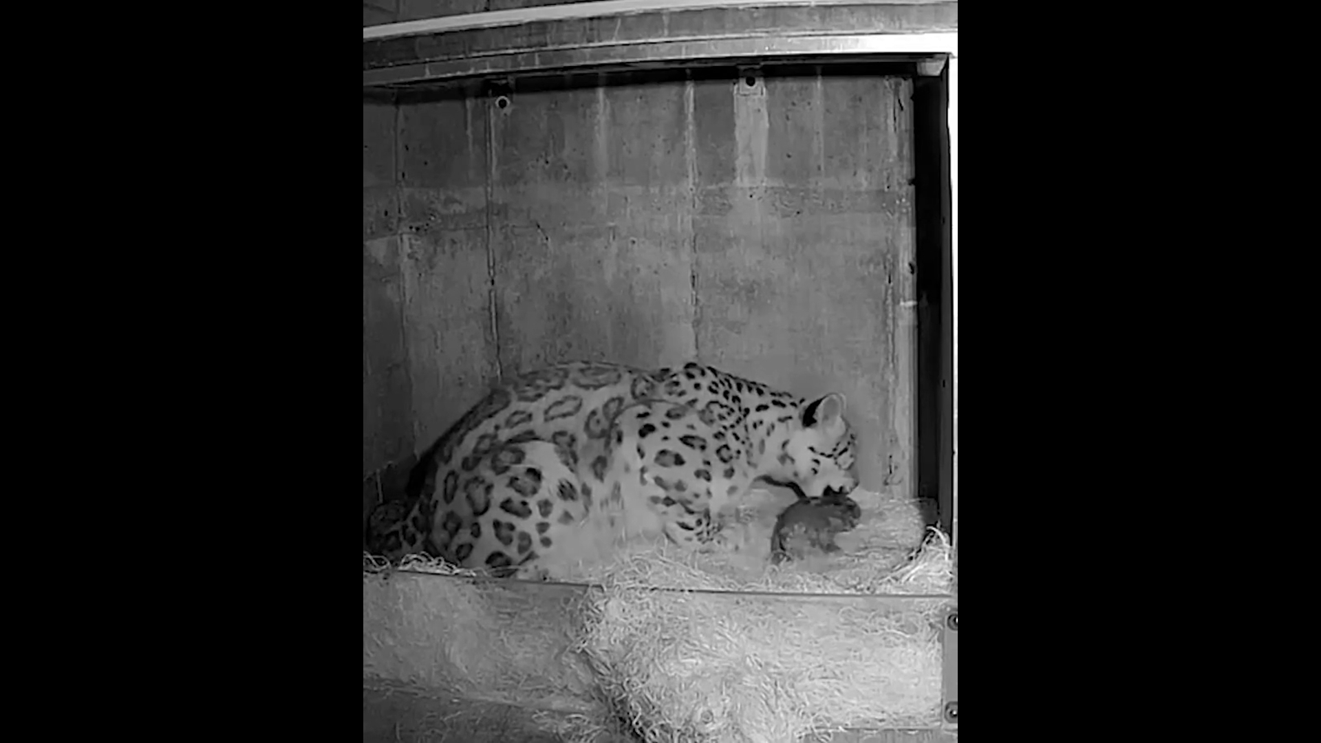 John Ball Zoo shared this video of their snow leopard Yuki bathing her new cub.