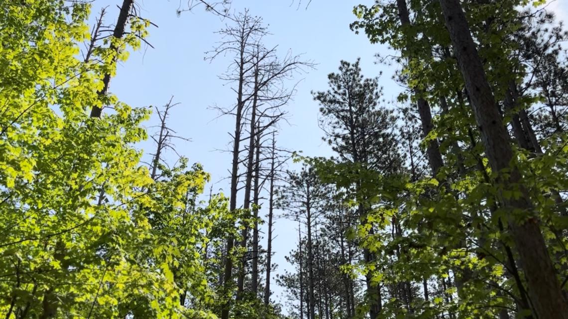 Ottawa County plans tree removal at Pigeon Creek Park - Vimarsana News