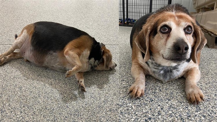 Meet Rolo, a 96-pound beagle in a Muskegon shelter starting his weight loss journey