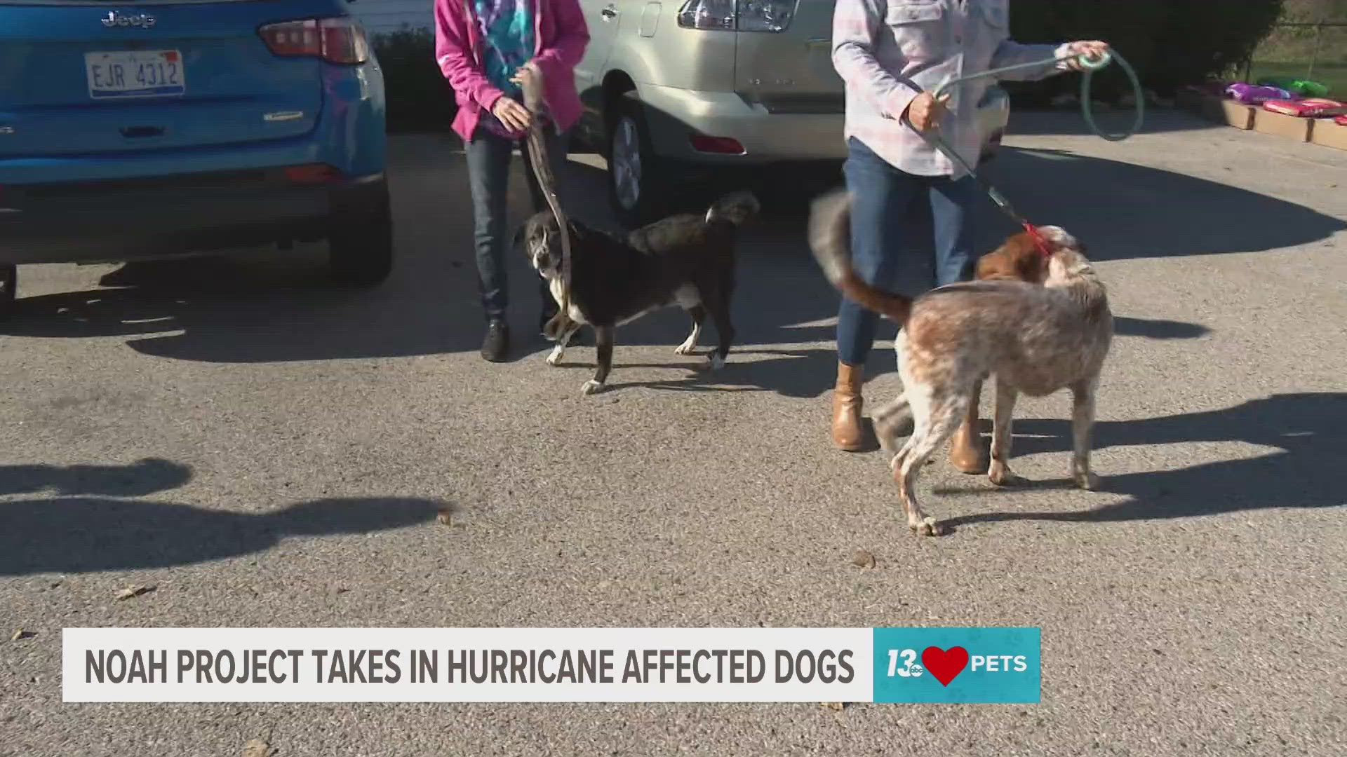 Today, eight dogs from Tennessee arrived at the shelter. The shelter says several of them have medical conditions and one has a possible broken leg.