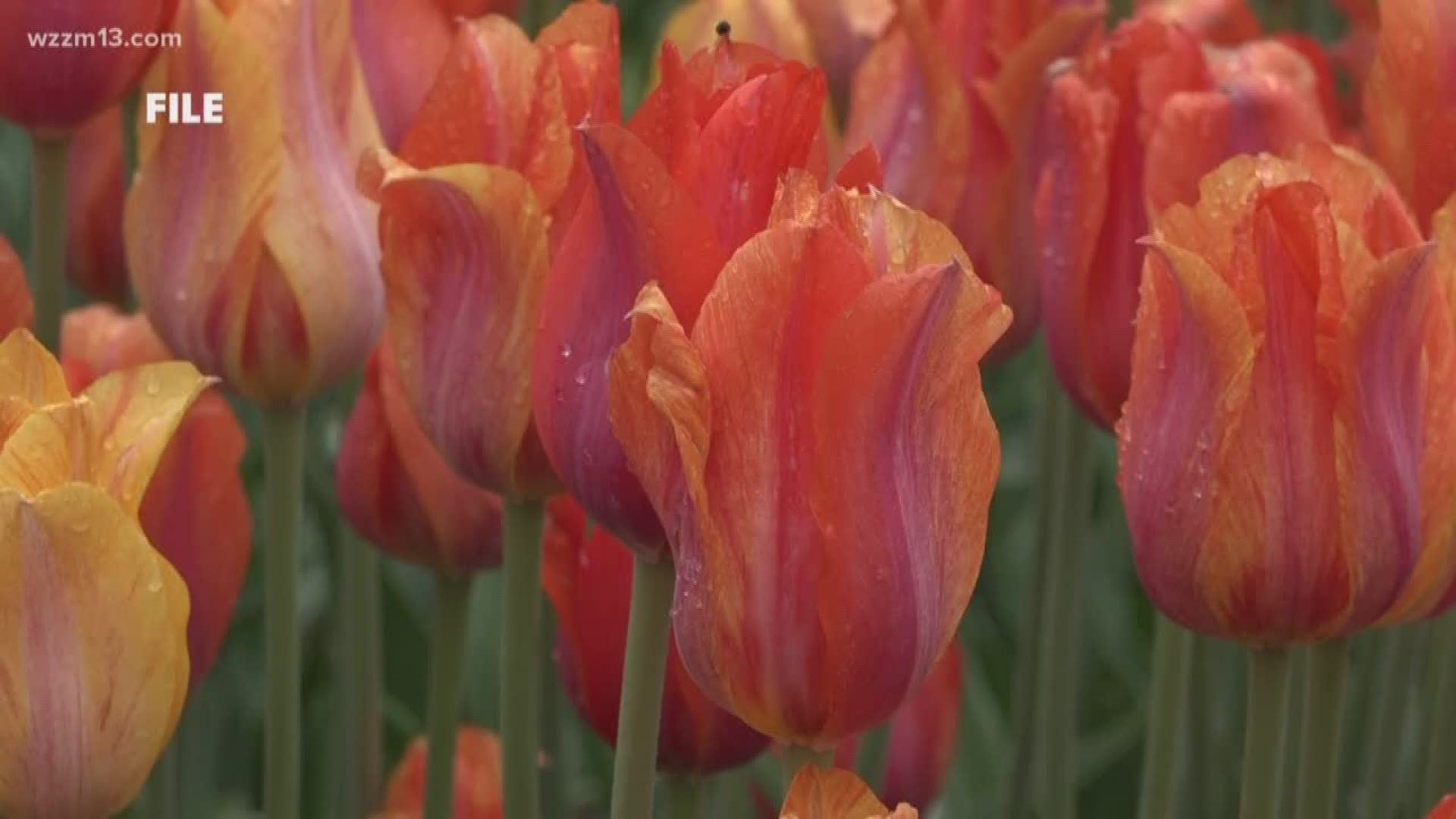 The 2019 Tulip Time Run ends among the tulips.