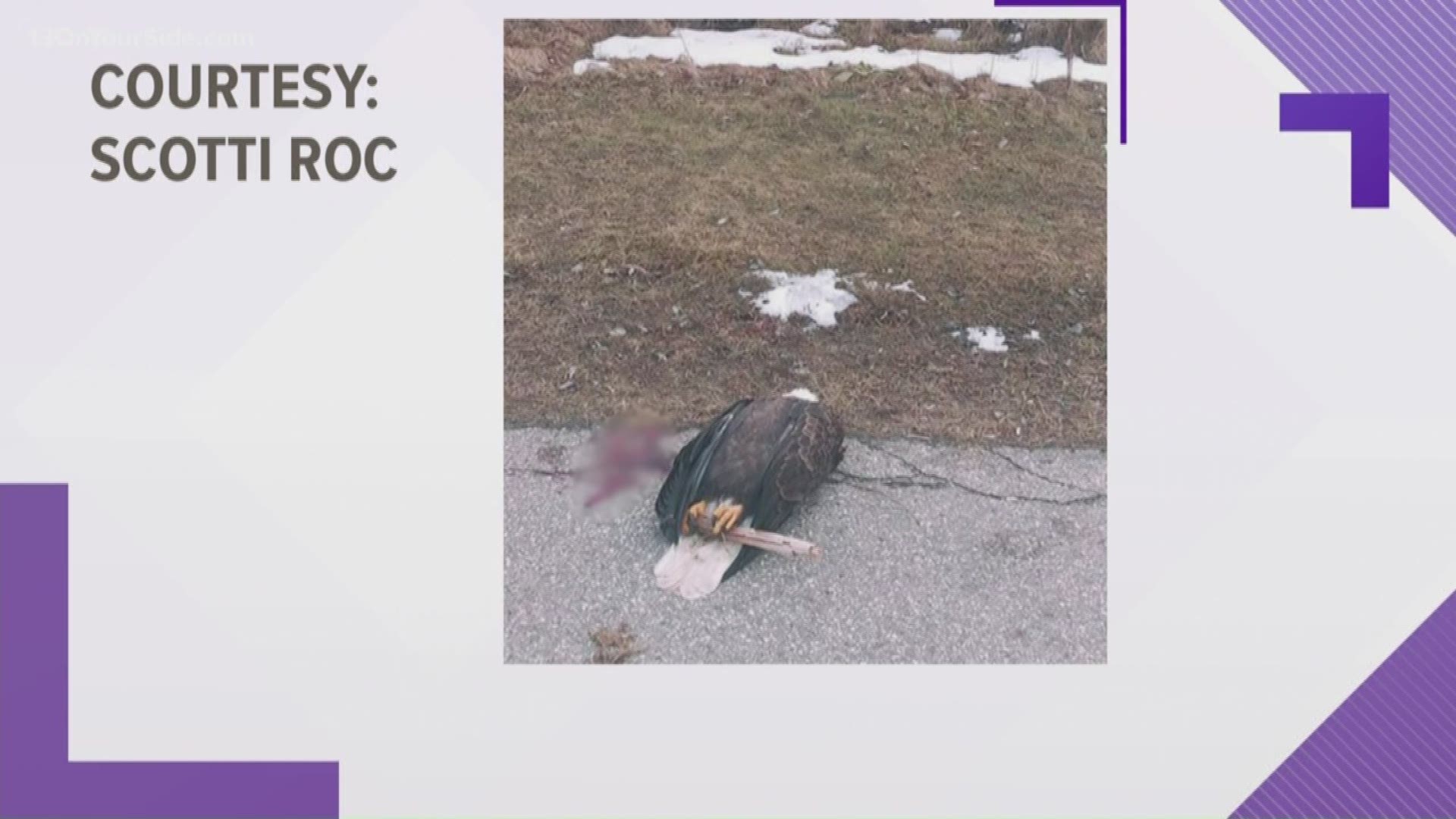 The Michigan Department of Natural Resources is doing testing on the dead bird.