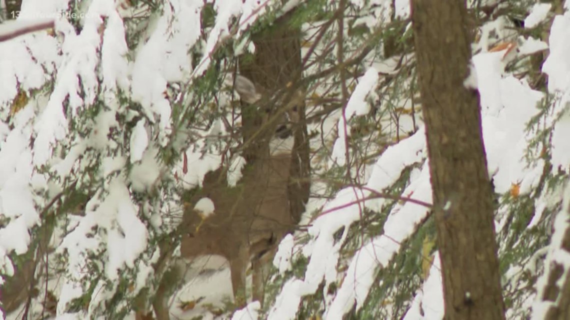 DNR introduces online deer harvest reporting