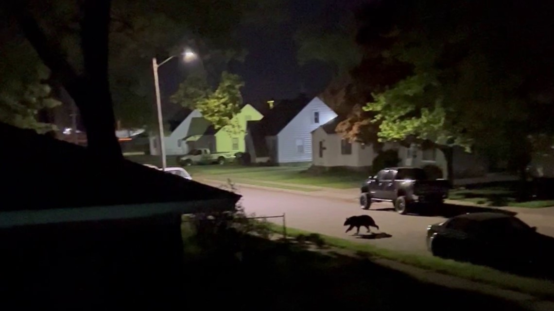 Several reports of a black bear sighted in Muskegon - Vimarsana News