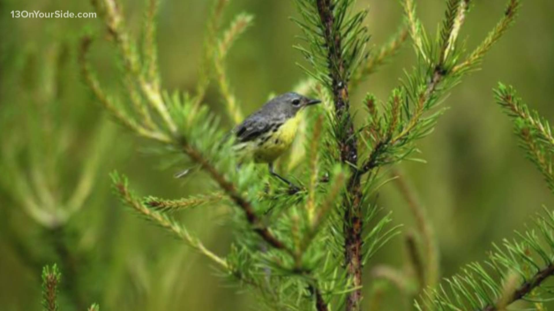The federal government said it will remove the Kirtland's warbler from its list of protected species, finding the small, yellow-bellied songbird had recovered.