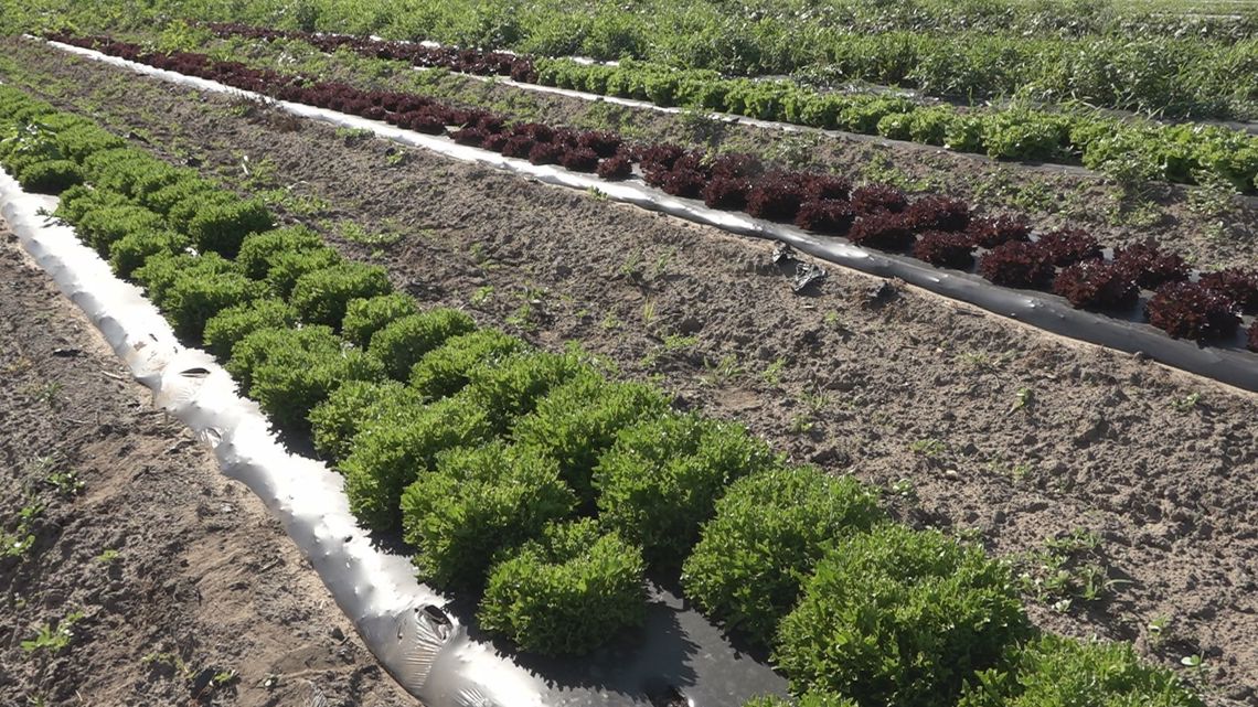 Holland farm reassures locals on produce safety amid cyclosporiasis fears