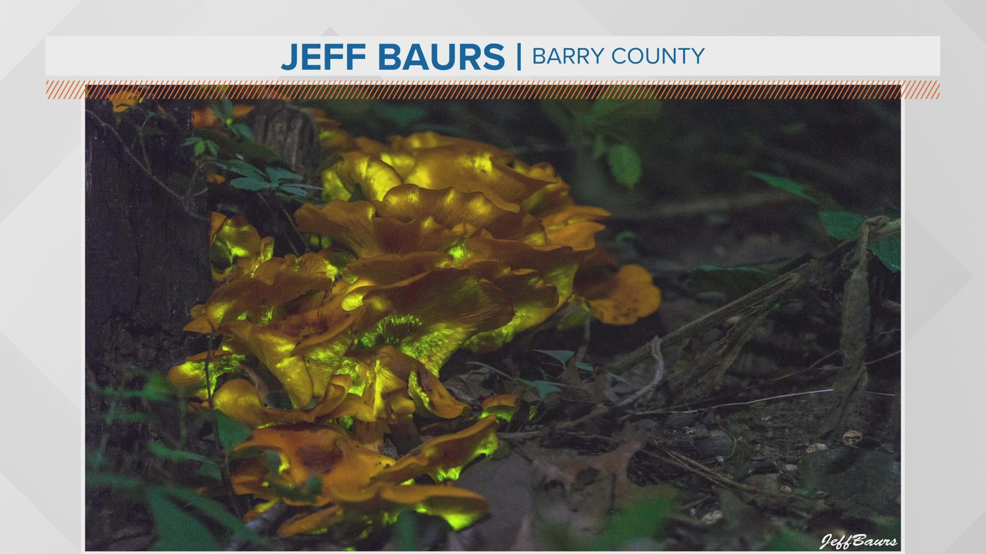 Bioluminescent Jack O’ Lantern Mushrooms are popping up around West Michigan.