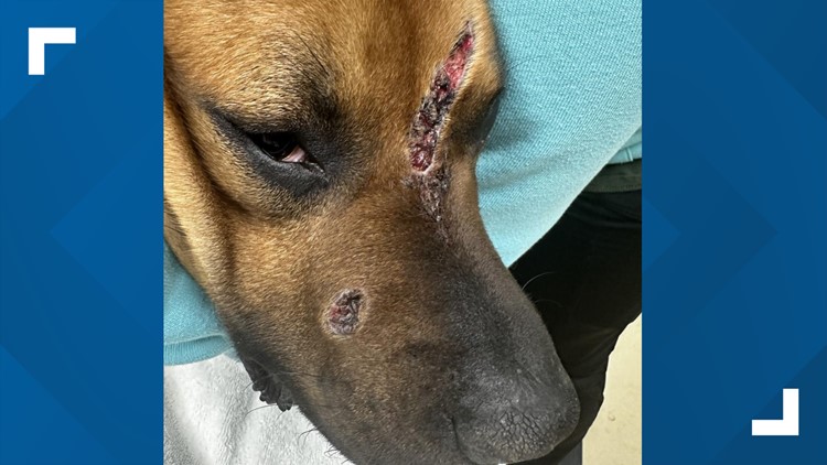 Can you help? Ottawa Co. dog found malnourished, shot in face 