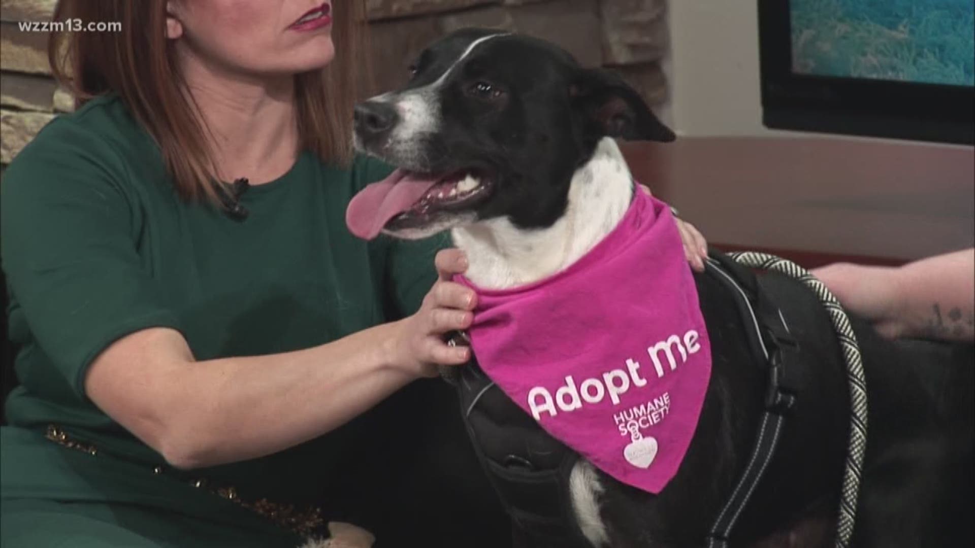Meet sweet Molly from the Humane Society of West Michigan! She is from Mississippi originally.