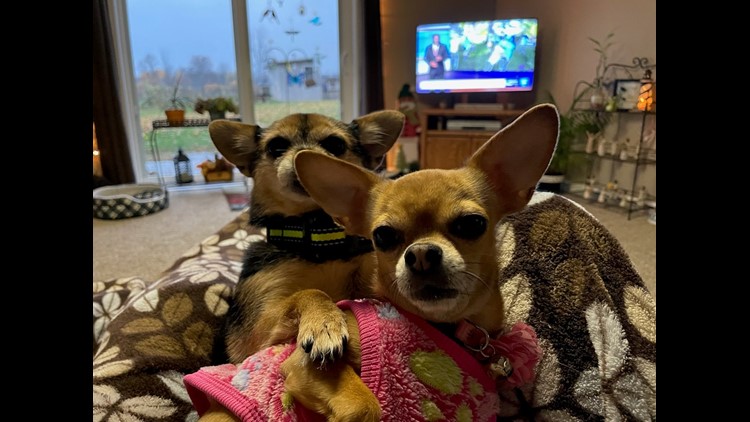 Rescued mini cow is living in paradise with her best friends – dogs!