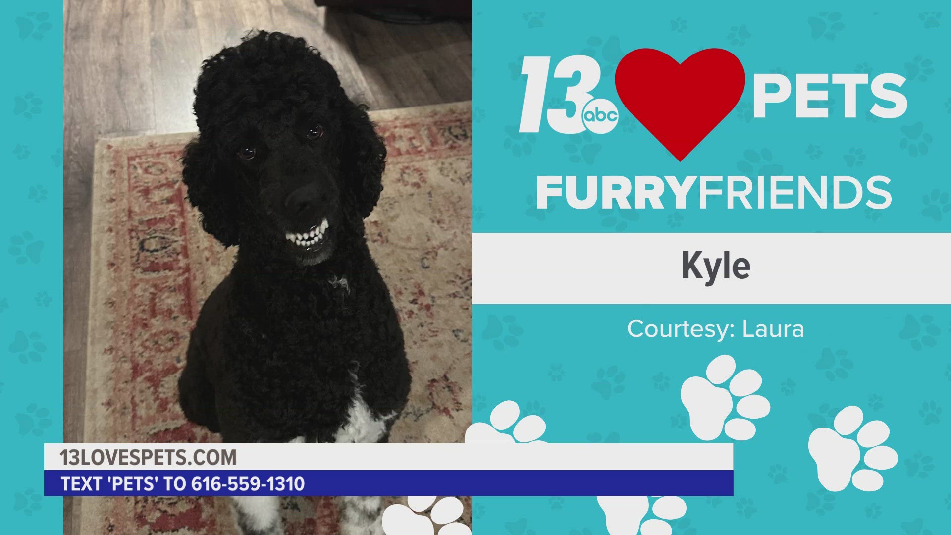 Laura from Kent City shared her poodle Kyle with us for today's furry friend.