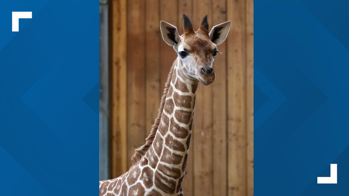 Detroit Zoo announces death of nearly 3-month-old giraffe calf