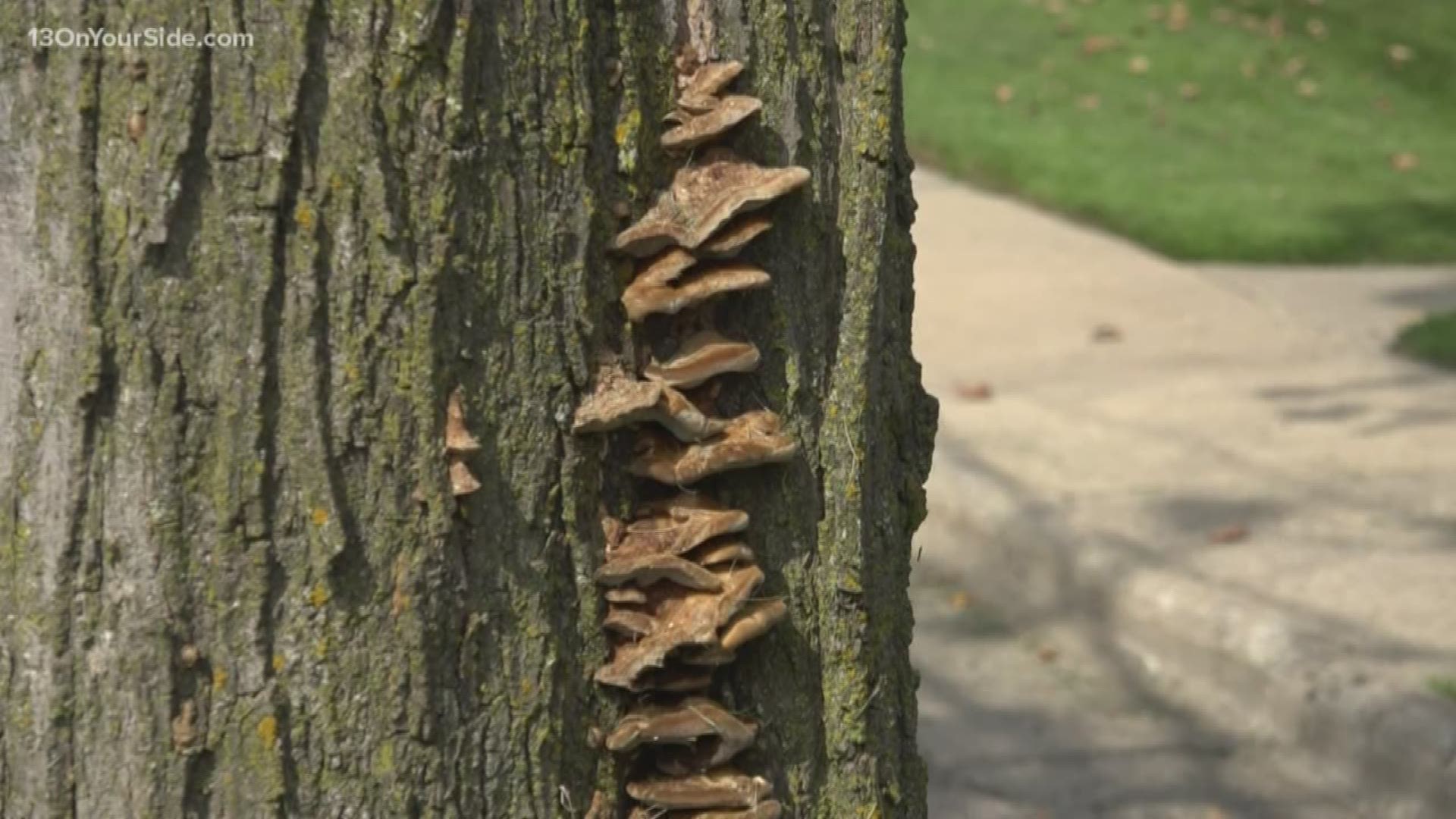 Weakened trees pose safety threat during storms
