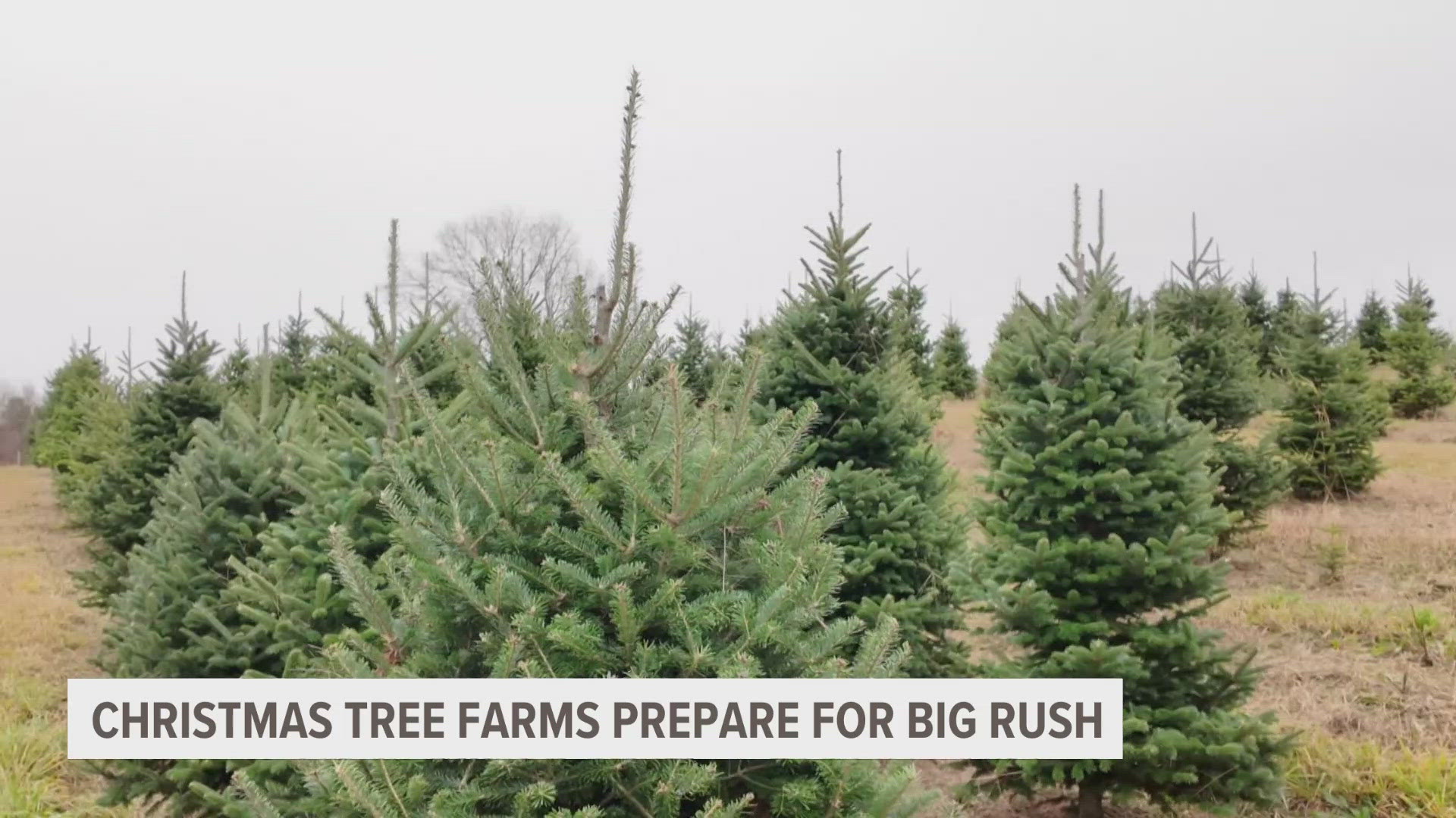 Hart Tree Farm in Rockford has been working year-round to ensure the perfect tree for families this holiday season.