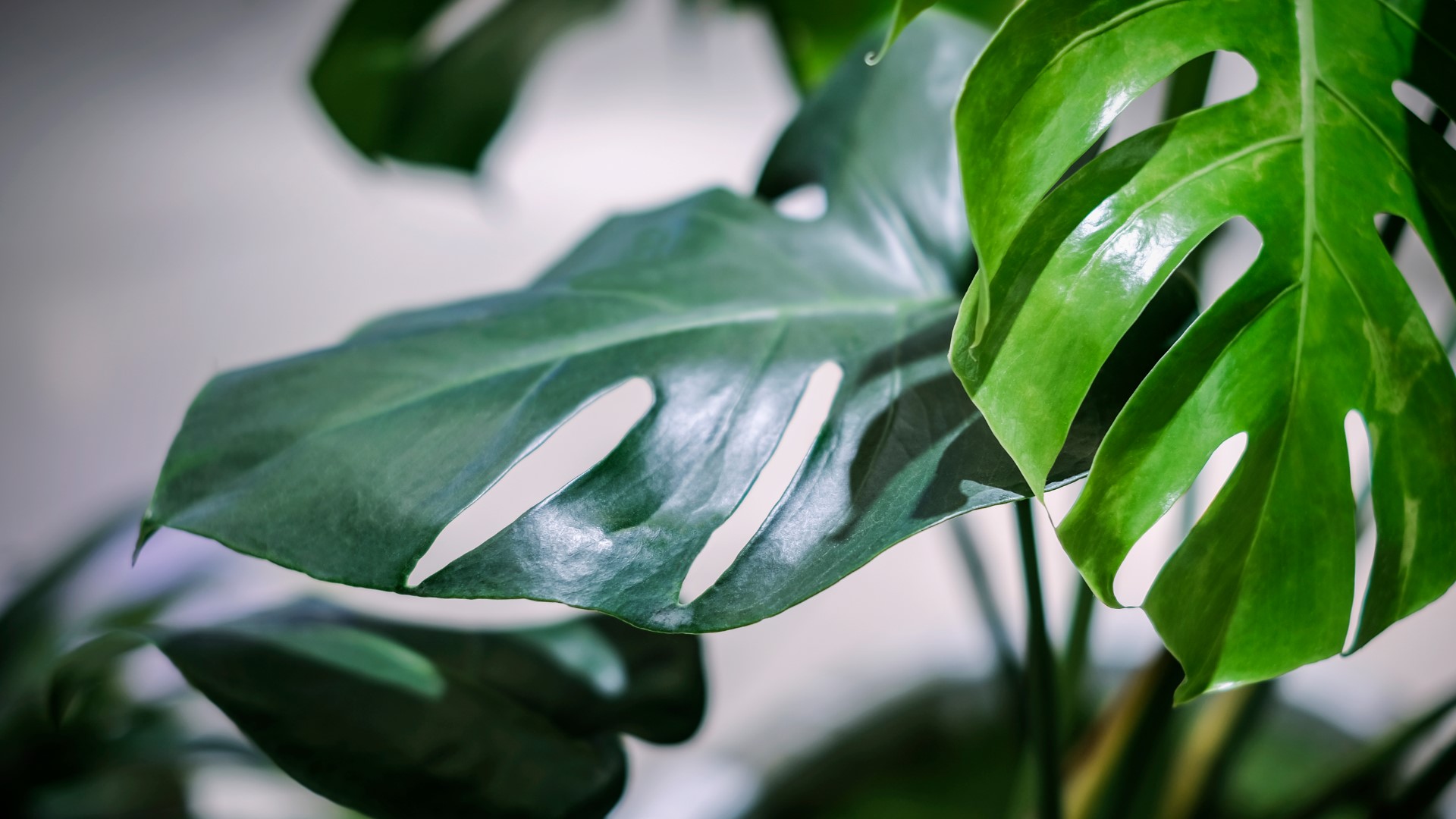 It's a trend that is popping up everywhere: Monstera leaves. The large bright green leaves are being used in fashion, art, accessories, and even home furnishings. J Schwanke from uBloom.com has some great ideas on how to incorporate it in your lifestyle.
