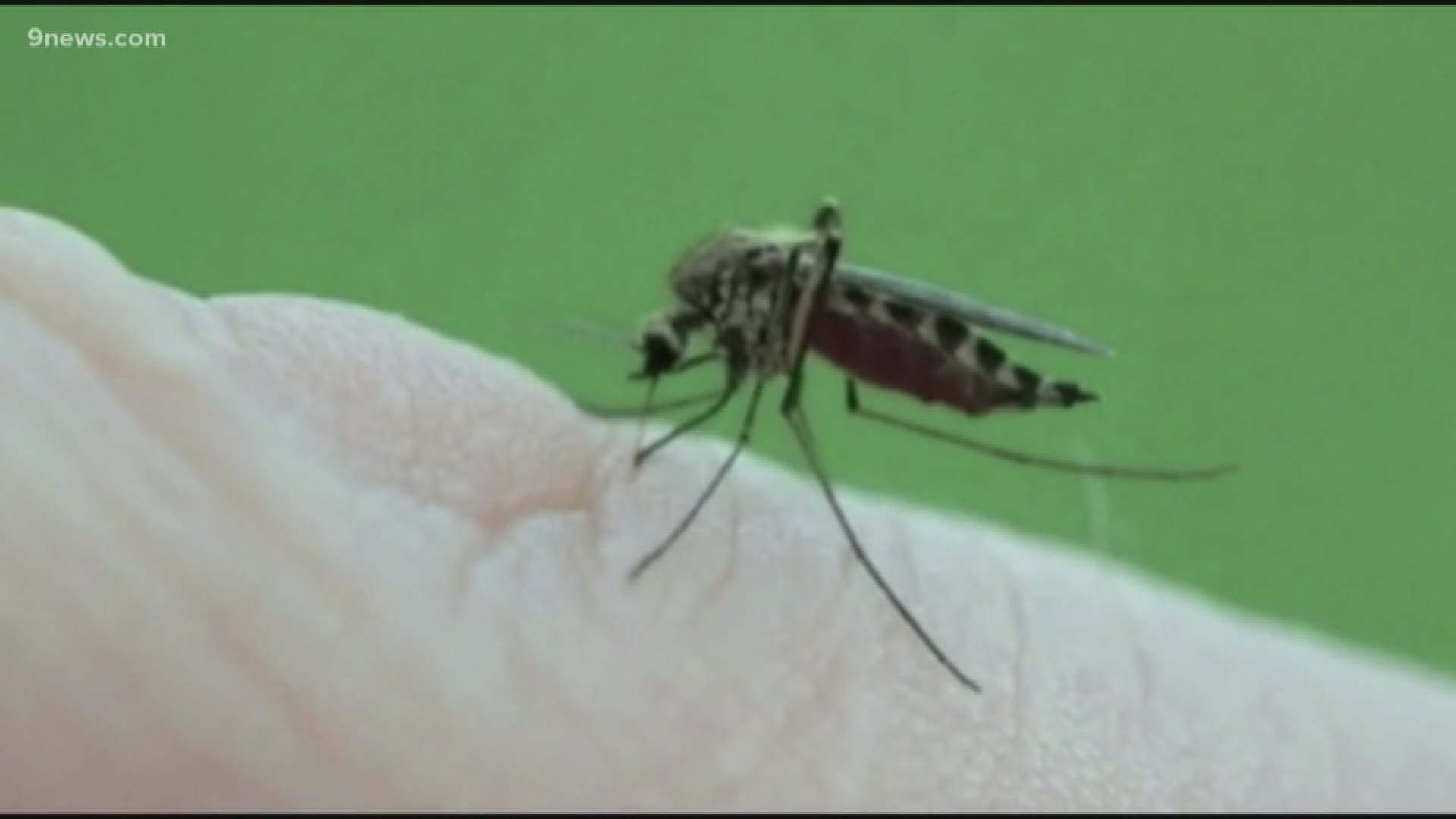 The Michigan Department of Health and Human Services is investigating three possible cases of Eastern Equine Encephalitis (EEE) in residents from Kalamazoo and Berrien counties. State health officials say there is an EEE vaccine available for horses, but not people. There are also two deer in Barry and Cass counties that were diagnosed with EEE.