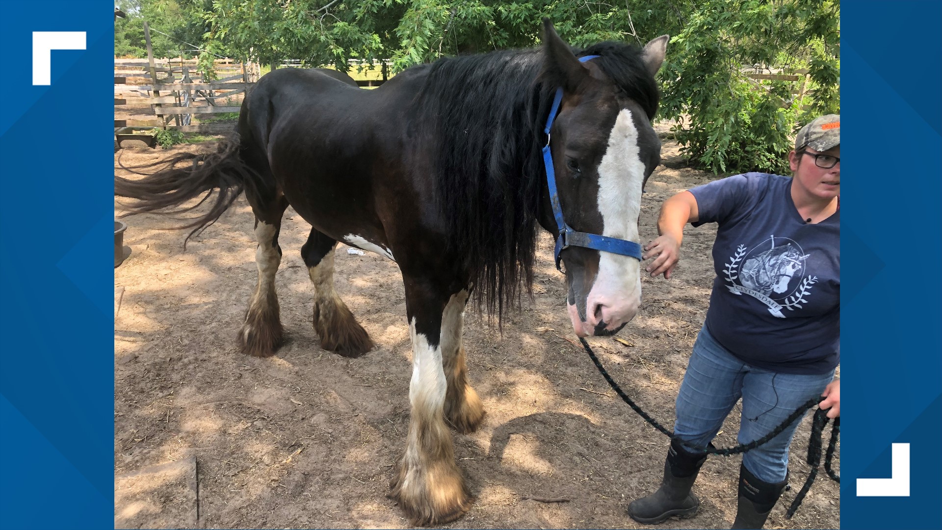 THIS BUD'S FOR YOU Muskegon farm breeding, raising Clydesdales