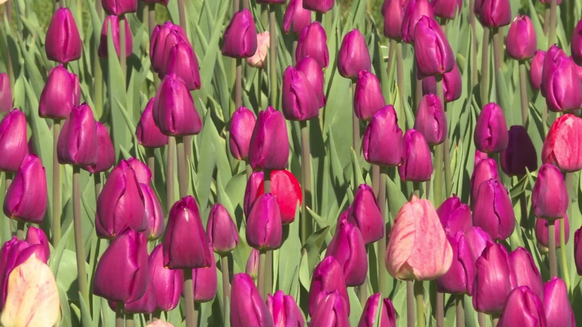 Meteorologist Blake Hansen checked in with Tulip Time organizers to see how the tulips are faring in unseasonably cold weather.