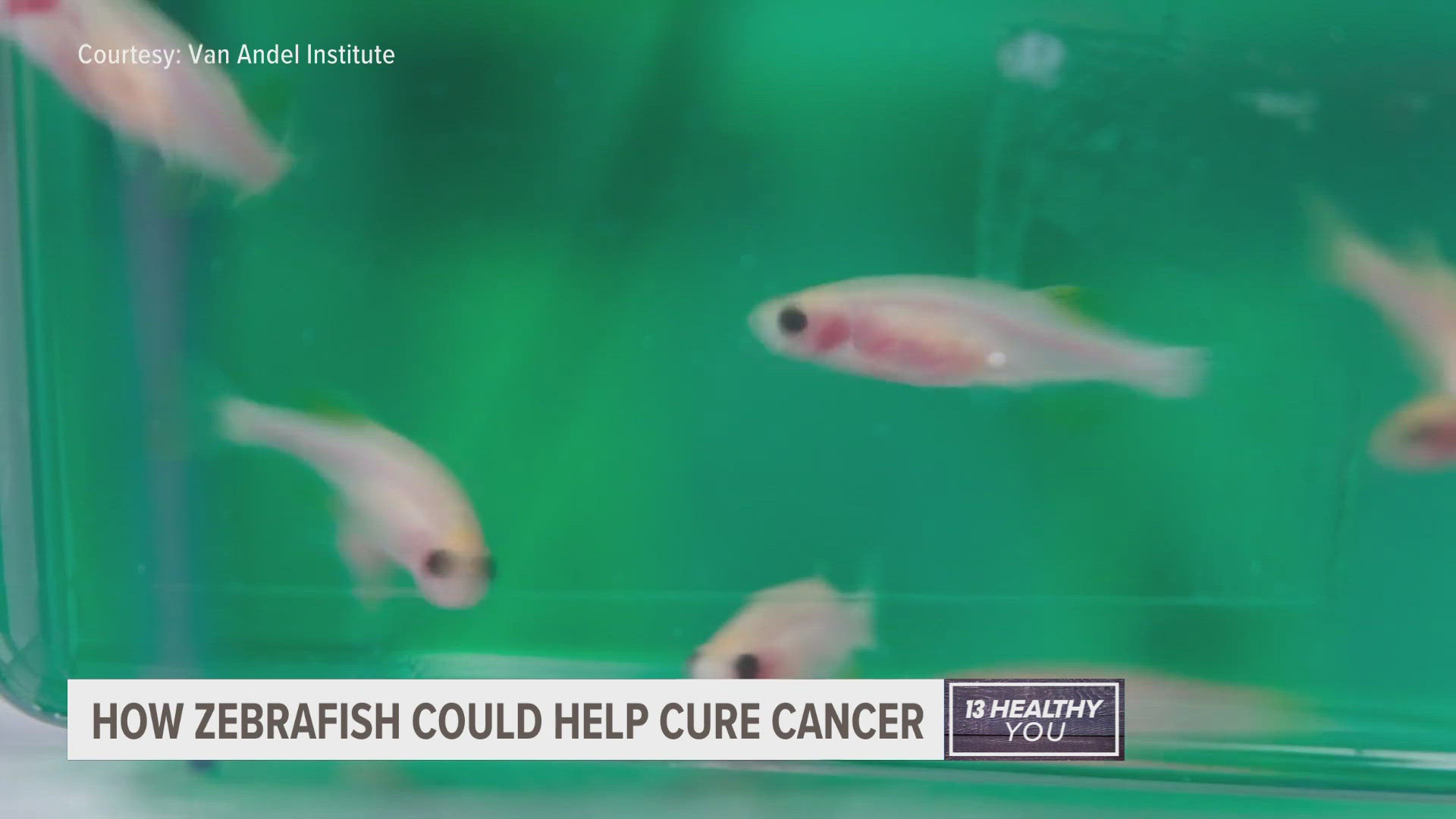 Scientists at the Van Andel Institute are using zebrafish to help develop stem cells for cancer research.