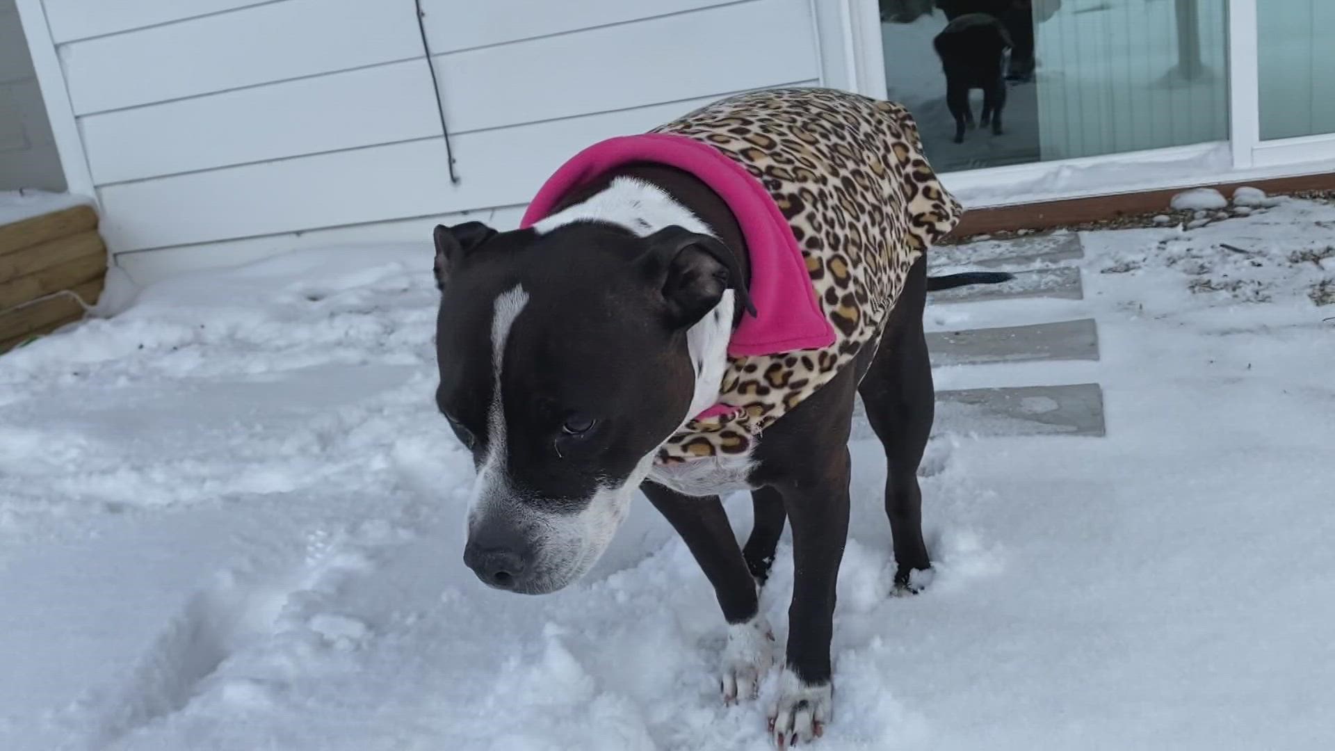 how to keep your dog warm in winter outside