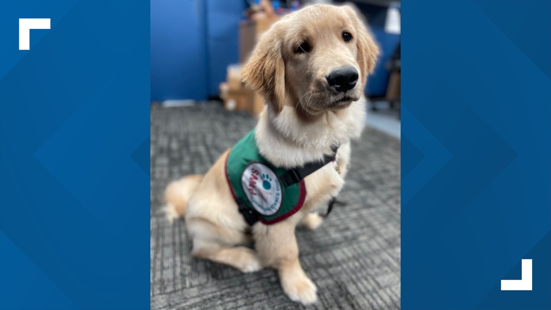 A new law in Michigan allows dogs training to become assistance dogs to enter businesses.