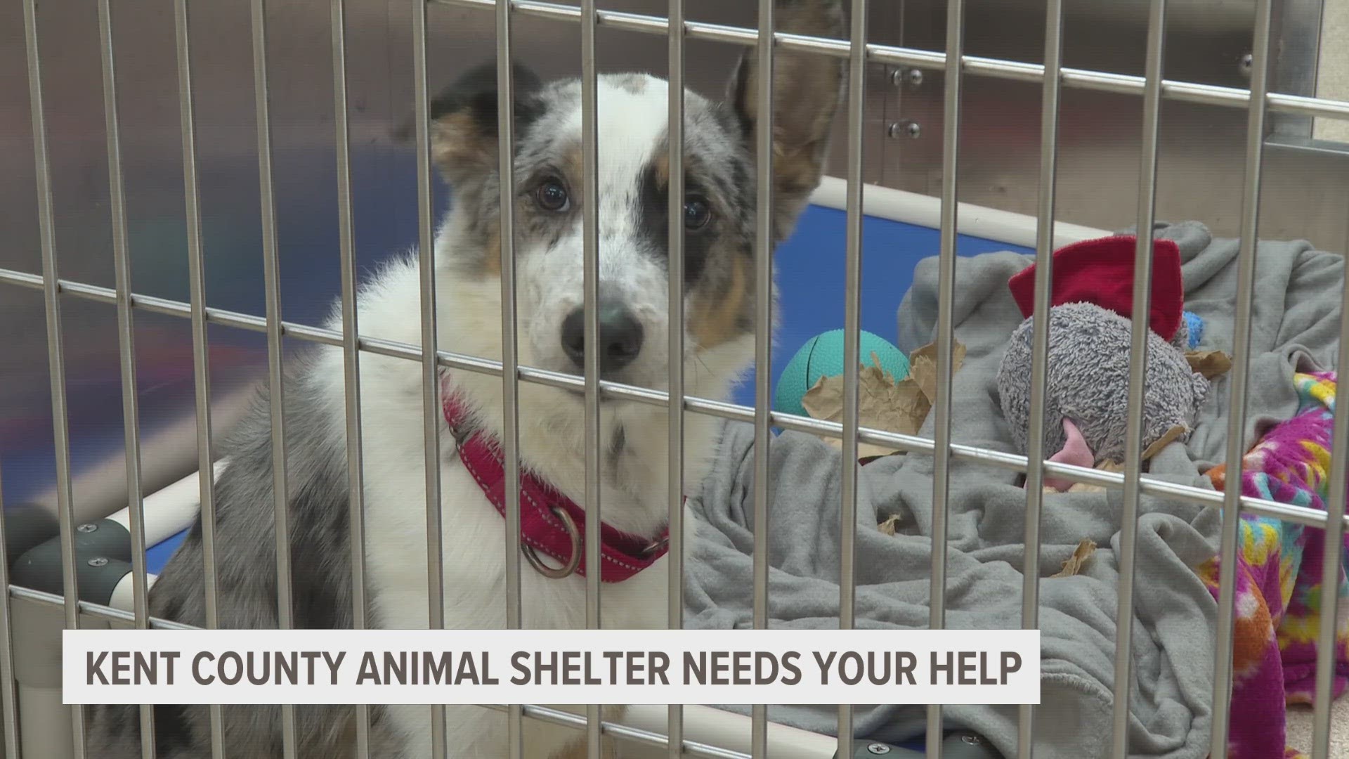 The shelter is holding an empty the shelter event to help ease their capacity.