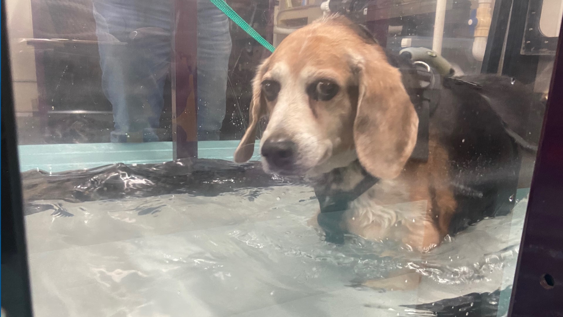 Rescued beagle sheds 40 pounds since adoption | wzzm13.com