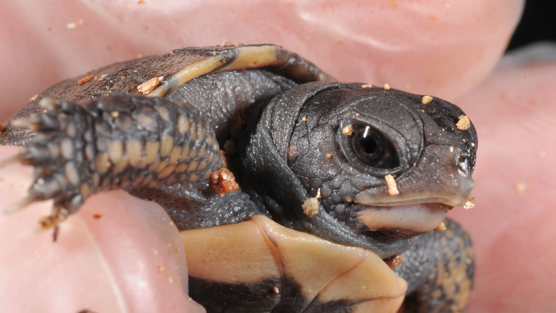 The 12 baby turtles at John Ball Zoo are currently hibernating and will be rereleased into the wild in the spring.