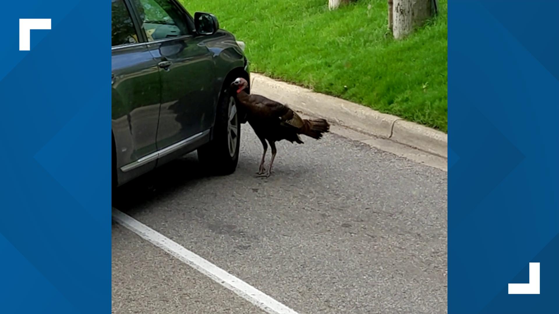 The turkey was caught by two separate Tours Around Michigan buses.