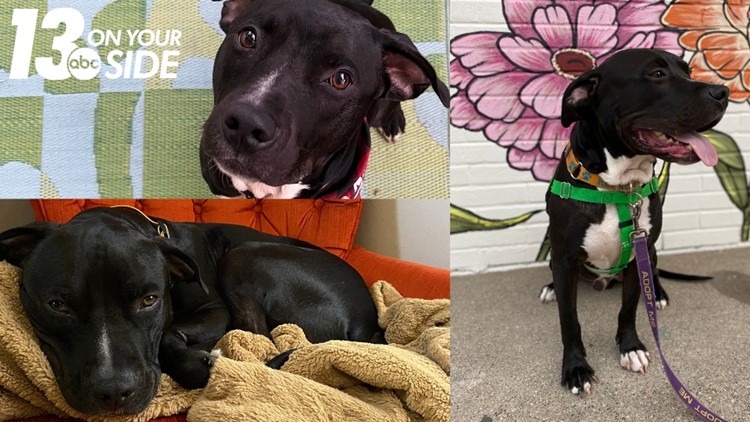 Adopt-a-pet: Meet Oscar from the Kent County Animal Shelter