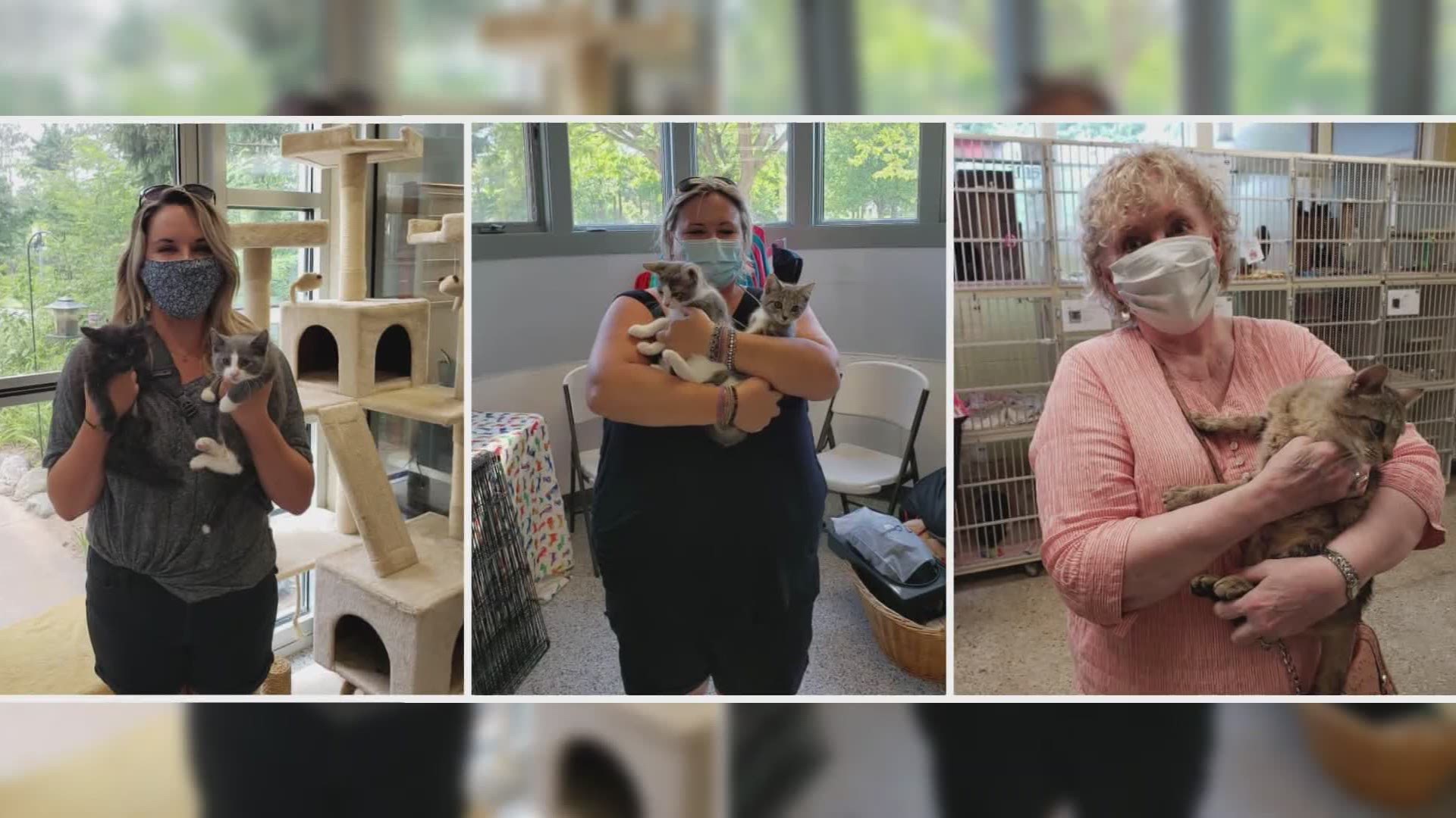 One shelter in Ottawa County has over 300 cats and kittens up for adoption.