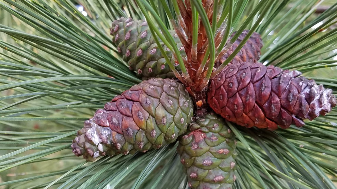 are pine cones good for dogs