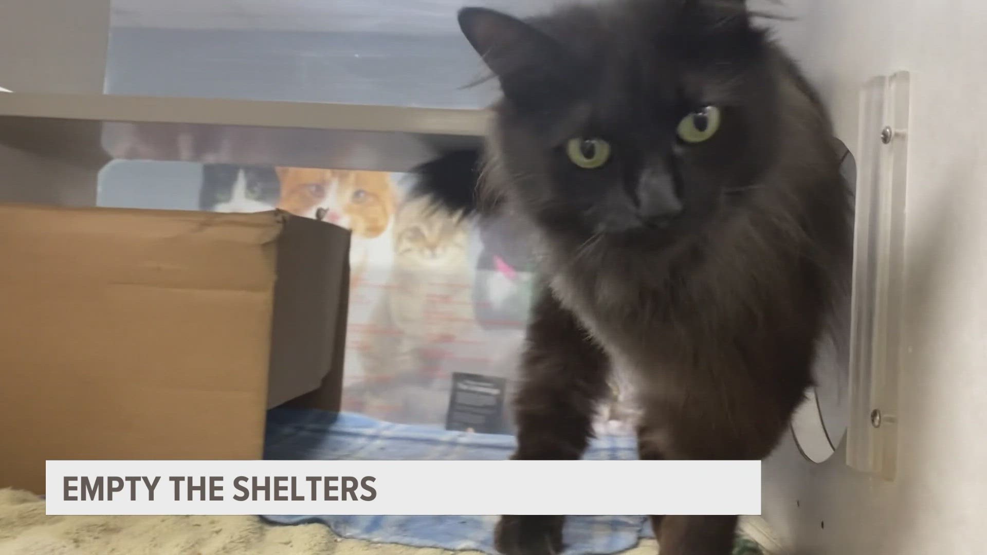 As many animal shelters are nearing full capacity, the BISSELL Pet Foundation is hoping to find shelter pets forever homes this December.