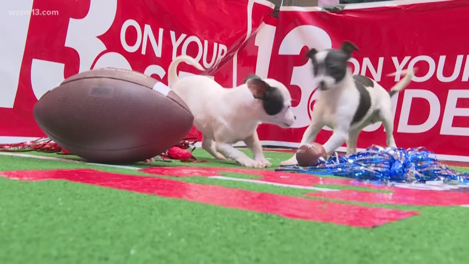 The little pups ruled the field at halftime