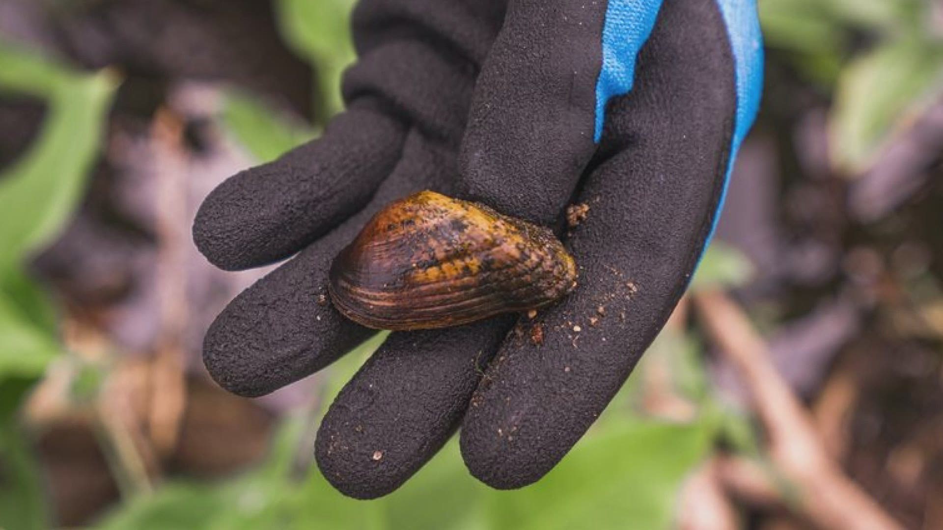 Hundreds of snuffbox mussels were found in a creek in Kalamazoo, a species that is on the endangered list.