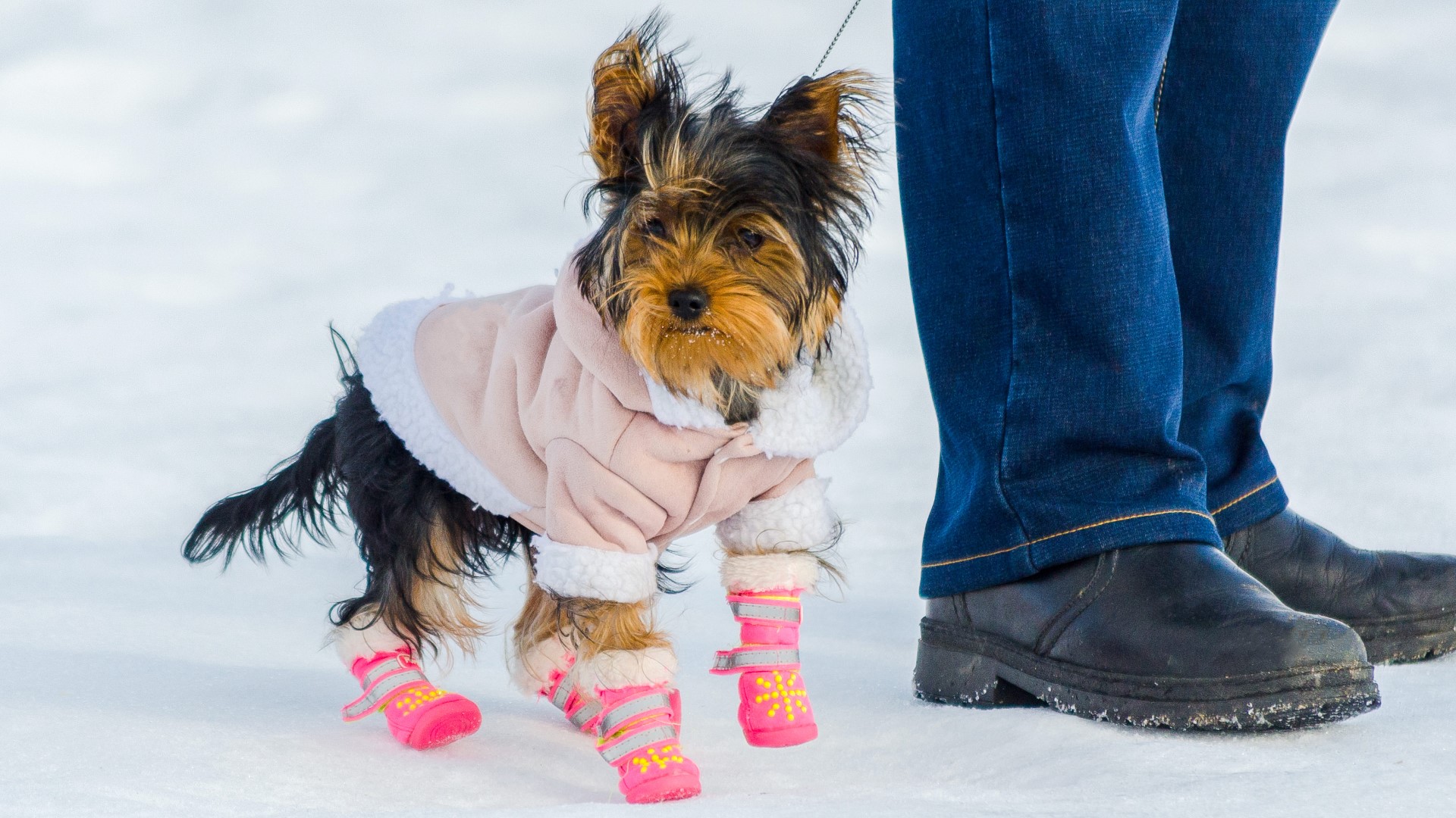 The cold is finally here and so we're helping you keep your pets safe. BluePearl shares 7 tips on how to keep your pets warm during the winter months.