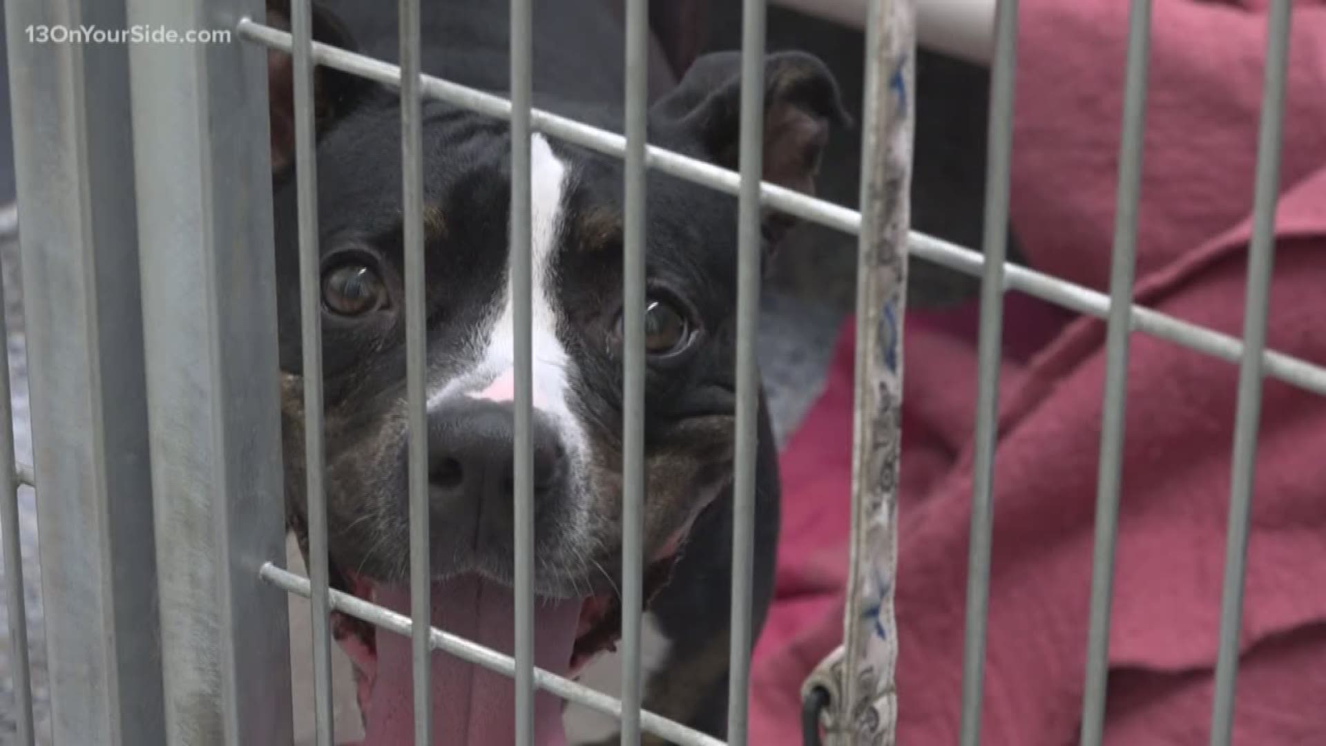 We don't want to say no' | Ottawa Co. shelter takes in Dorian dogs despite  full load 