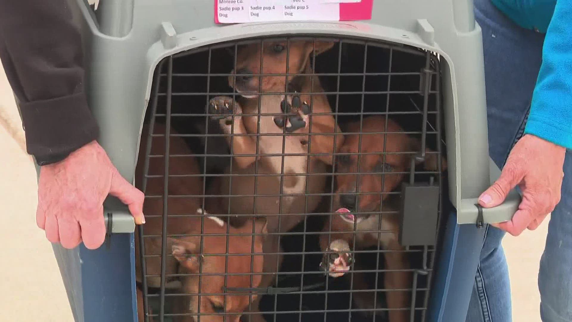 The shelters the pets came from are all overcrowded and needed help before Louisiana's summer storm season picks up.