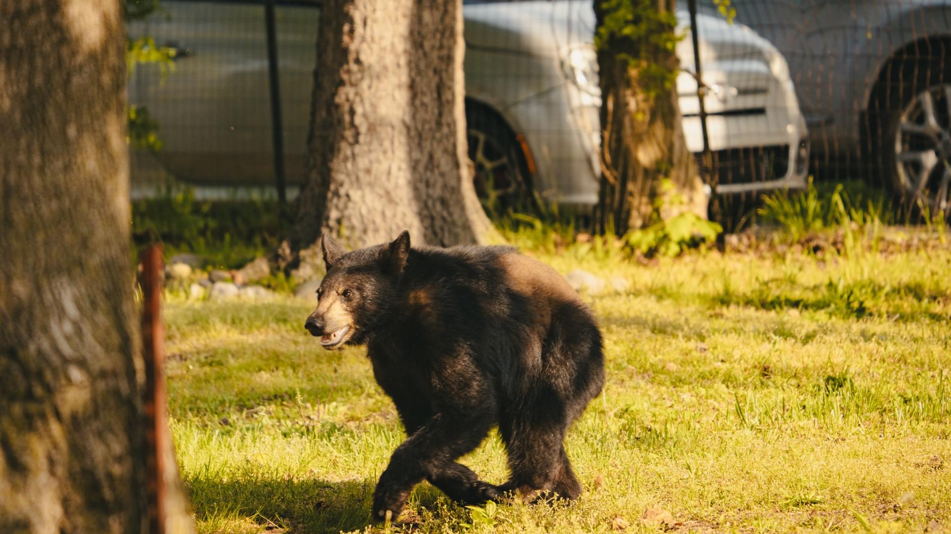 Local radio station helps track bear in Ludington with live-stream ...
