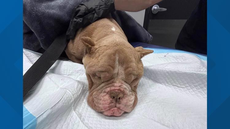 Dog found starved, abandoned headed to new home | wzzm13.com