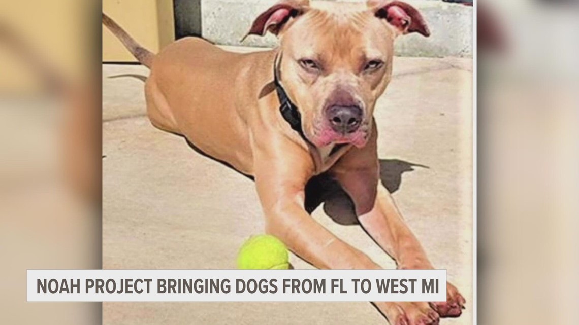 Muskegon Animal Shelter Rescues Dogs Displaced By Hurricane Ian ...