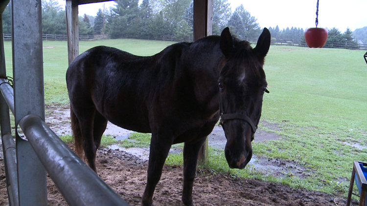 Kent County Horse EEE vaccine